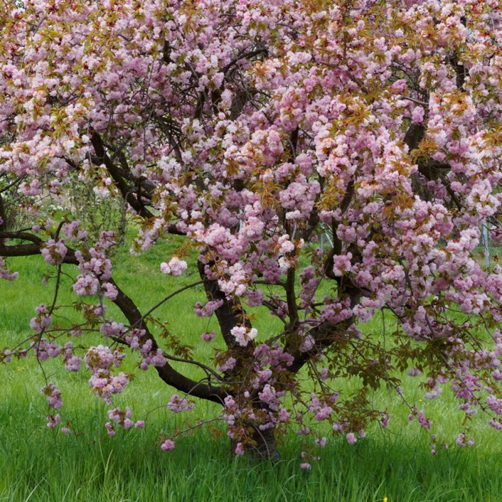 Zierkirsche Royal Burgundy - Prunus serrulata