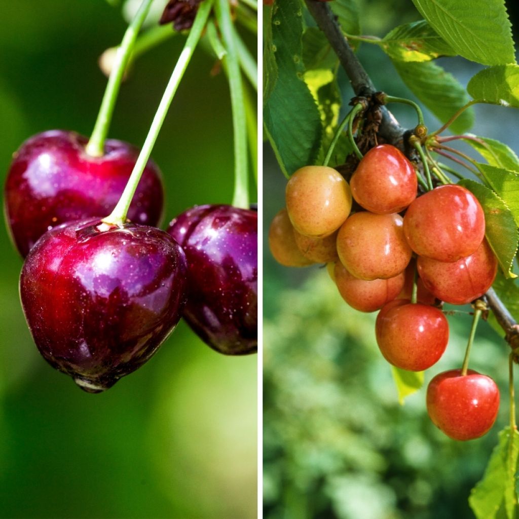 Sauerkirsche Bigarreau Hedelfingen - Prunus cerasus