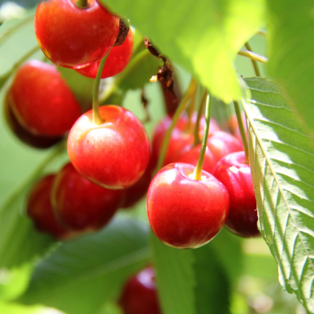 Sauerkirsche Griotte de Montmorency pleureur Bio - Prunus cerasus