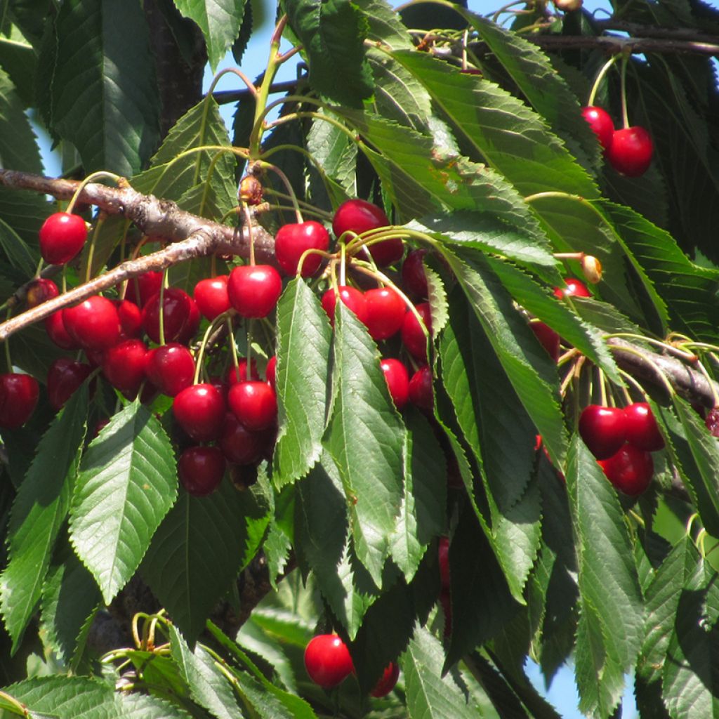 Sauerkirsche Griottier de la Toussaint Bio - Prunus cerasus var. semperflorens