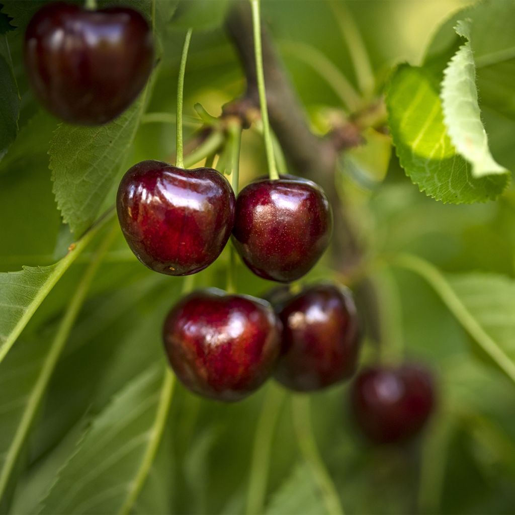 Sauerkirsche Fruit Me Cherry Me - Prunus cerasus