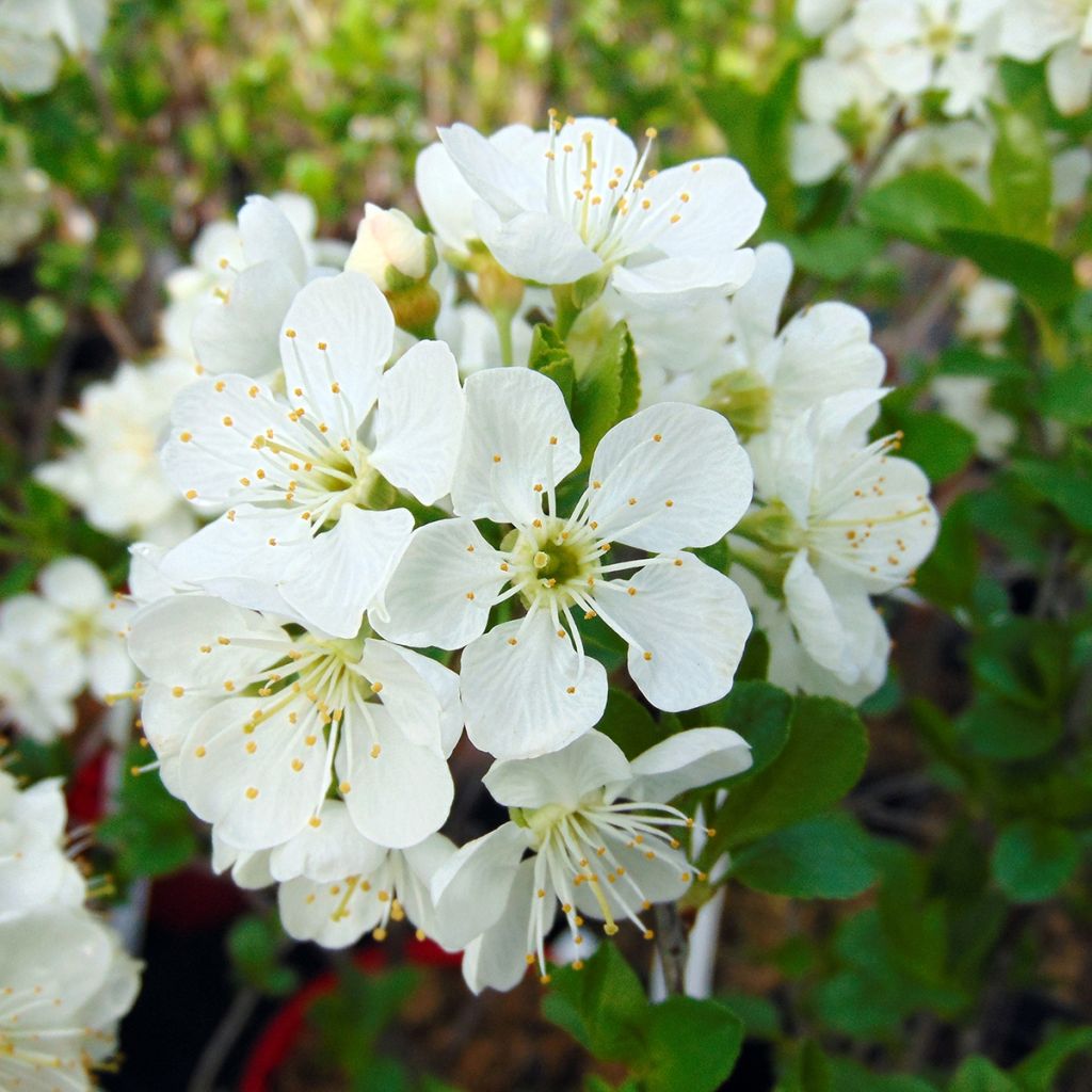 Sauerkirsche Fruit Me Cherry Me - Prunus cerasus