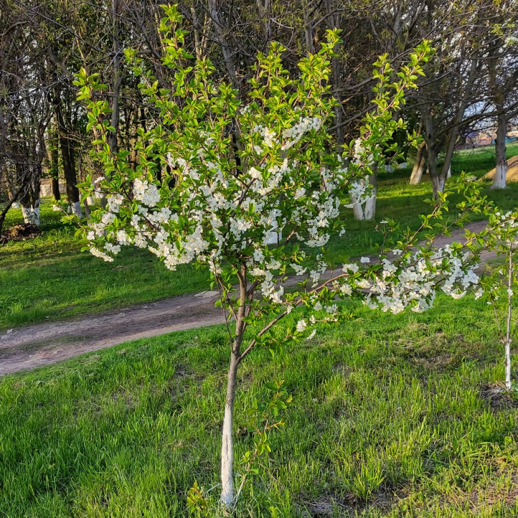 Sauerkirsche Stella Bio - Prunus cerasus