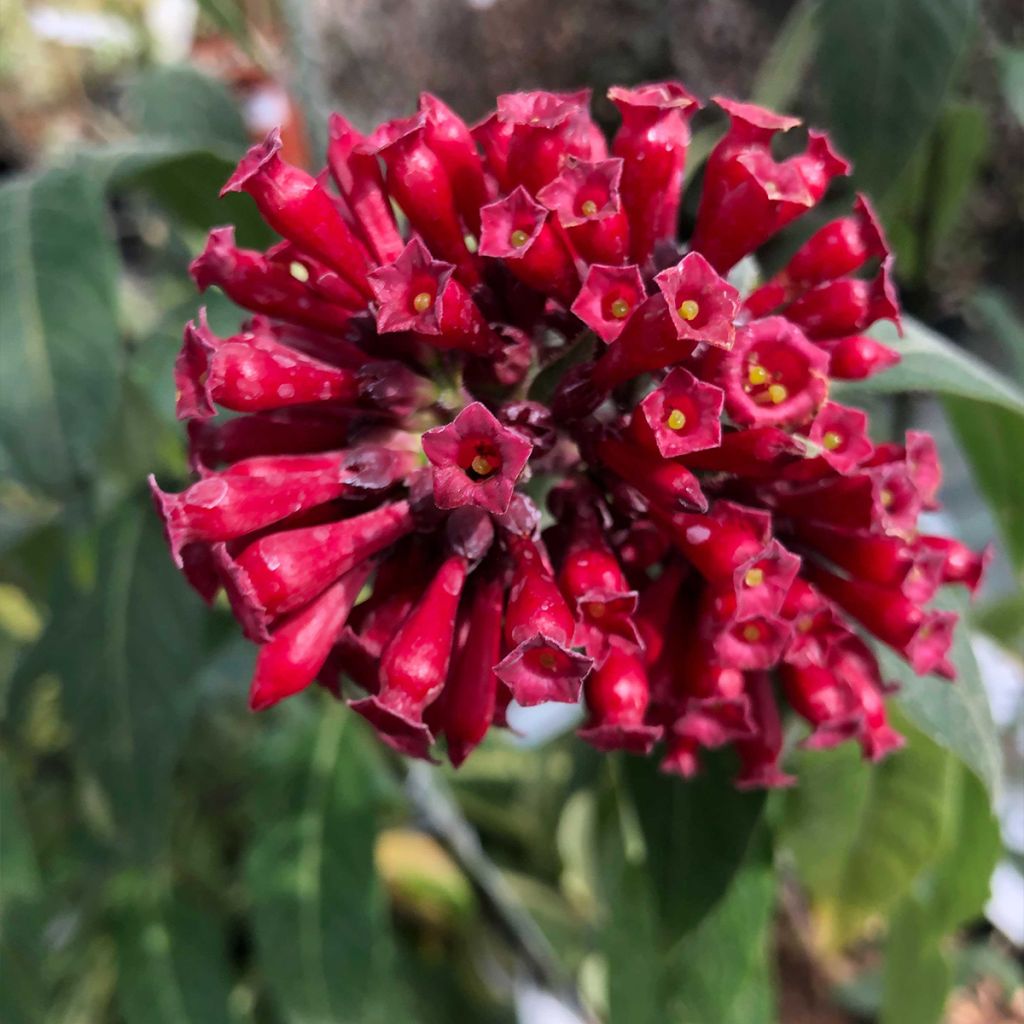 Cestrum elegans Rubrum - Hammerstrauch