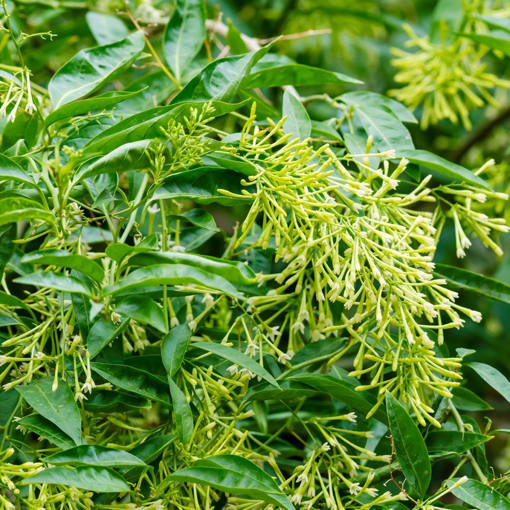 Cestrum nocturnum - Galant de nuit, Cestreau nocturne