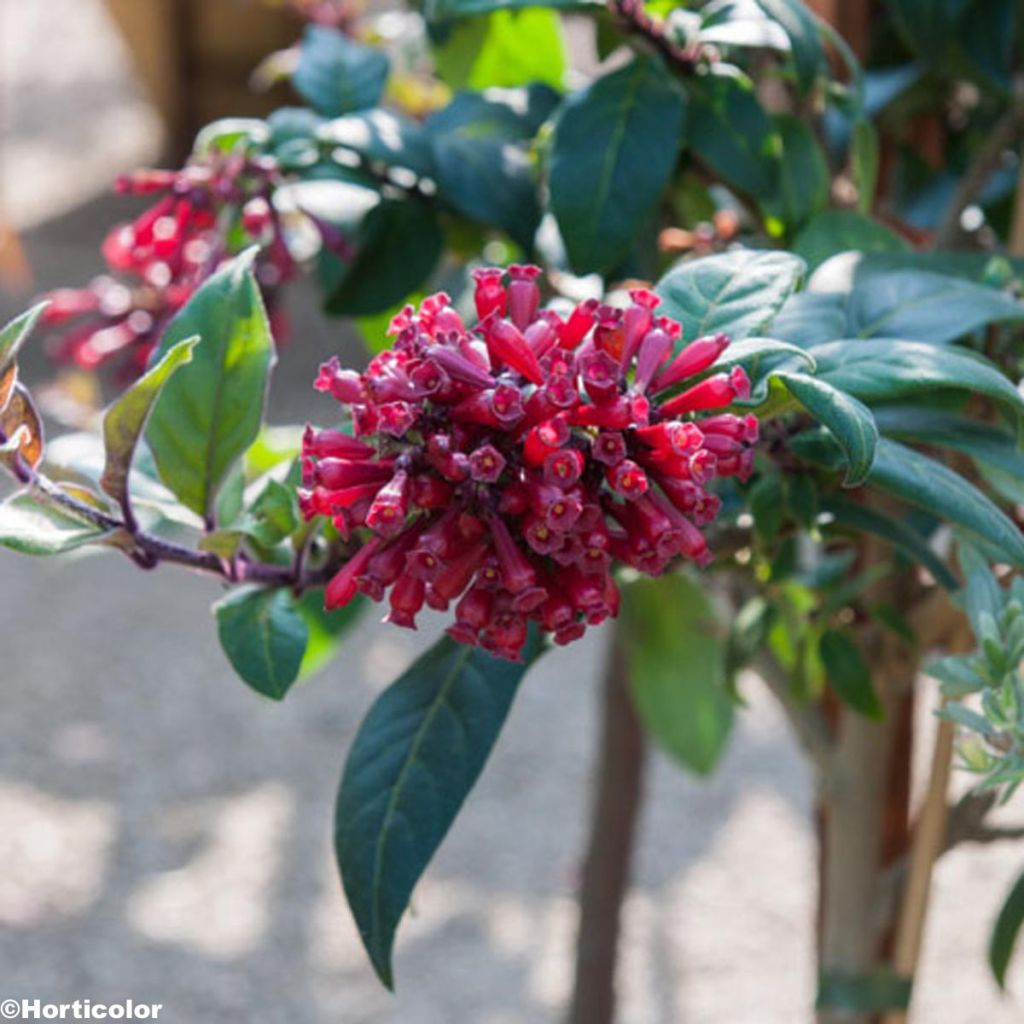 Cestrum purpureum - Hammerstrauch