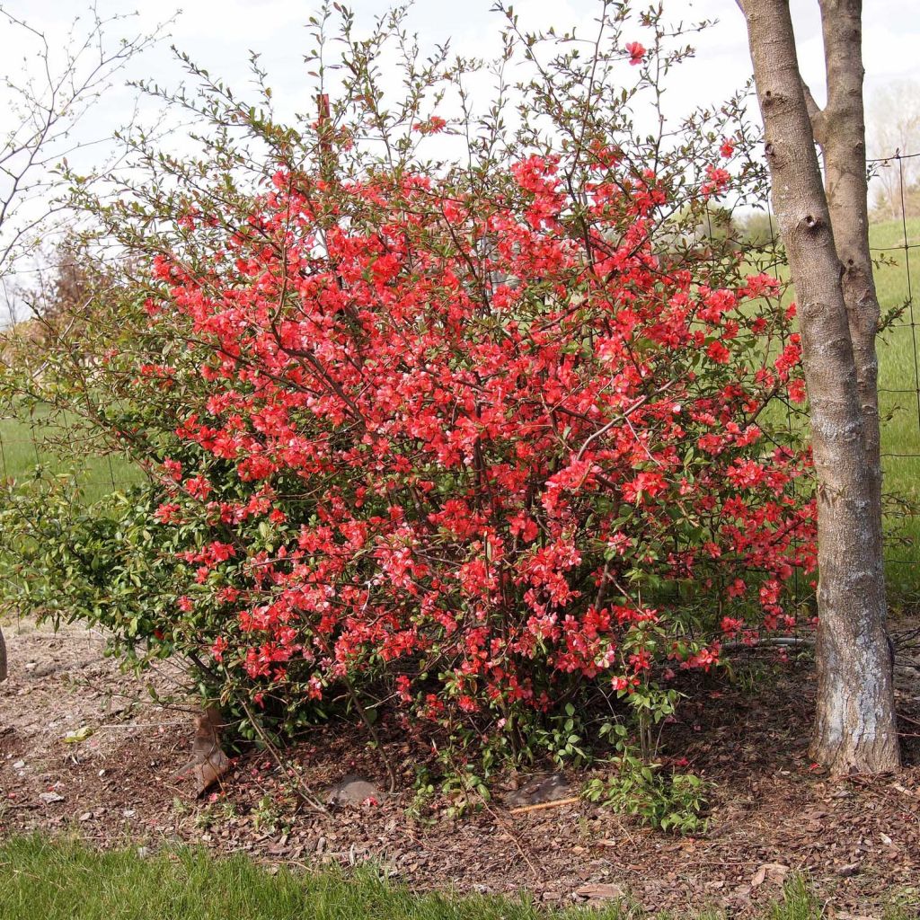 Cognassier du Japon Sargentii - Chaenomeles japonica