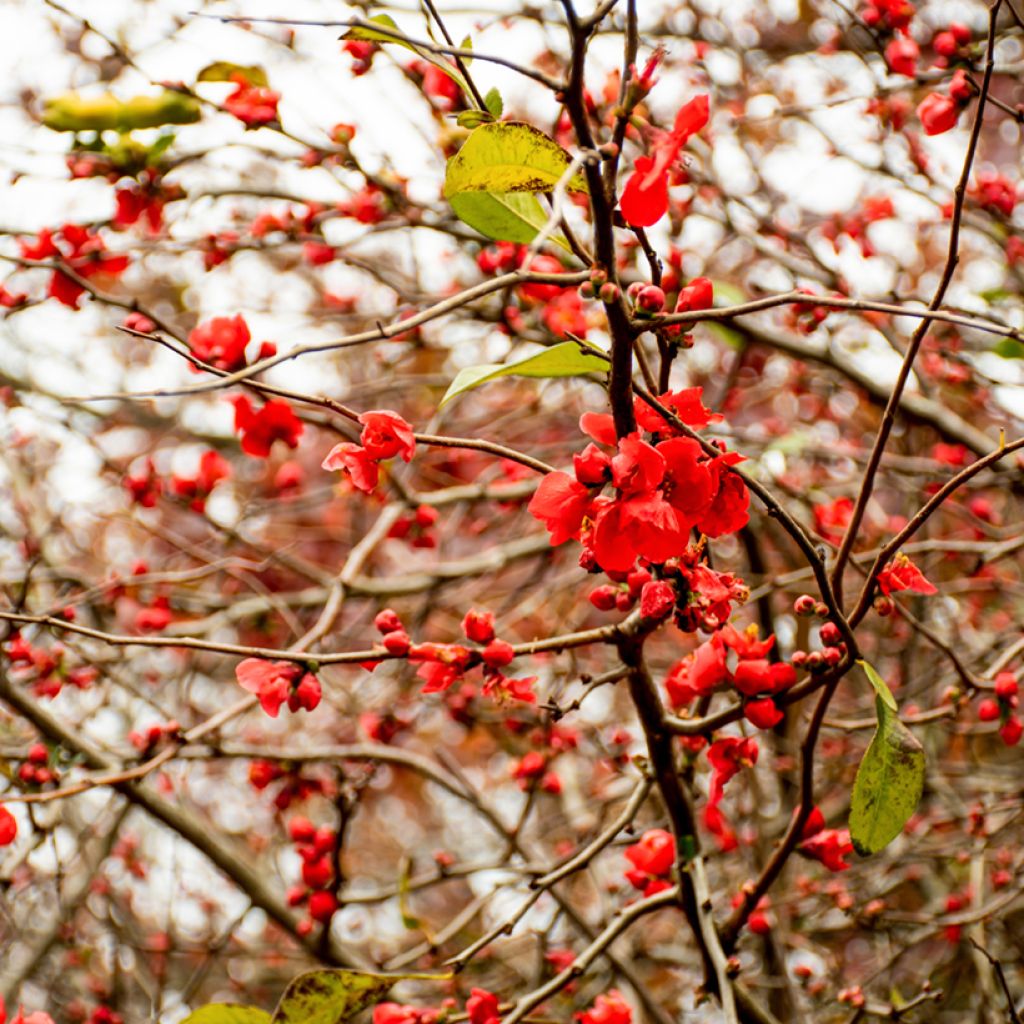 Chaenomeles japonica - Cognassier du Japon