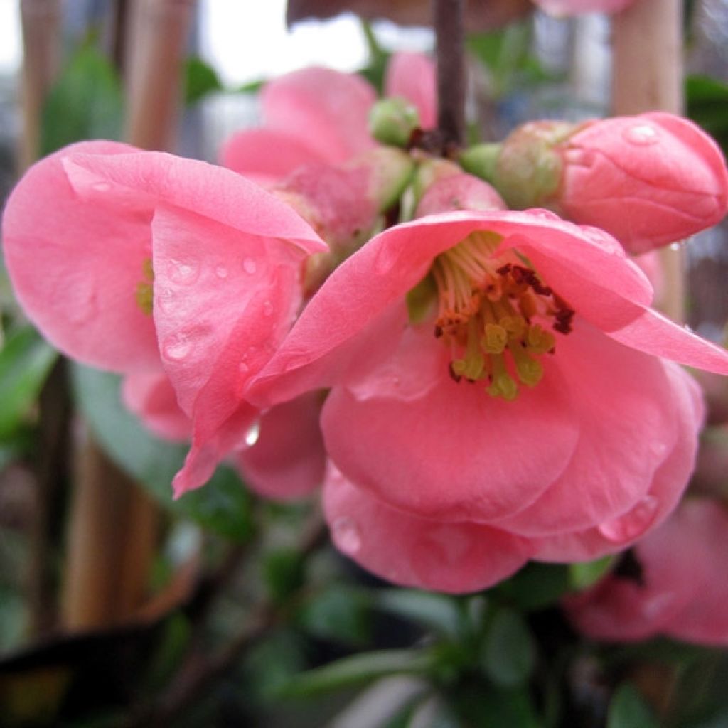 Cognassier du Japon, Chaenomeles speciosa Eximia