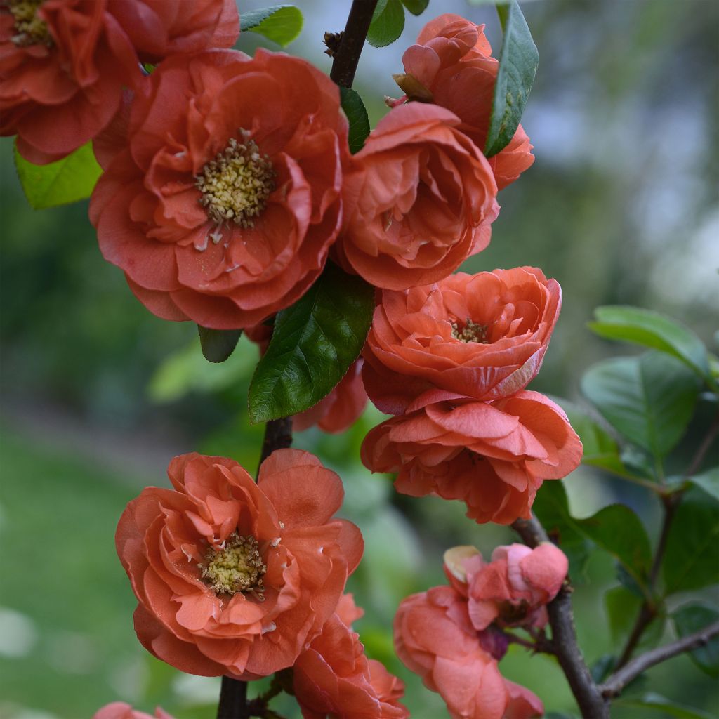 Zierquitte Mango Storm - Chaenomeles speciosa