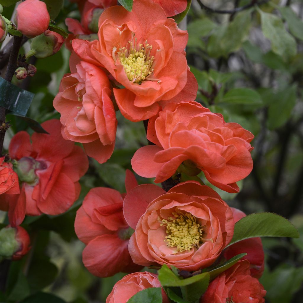 Zierquitte Mango Storm - Chaenomeles speciosa