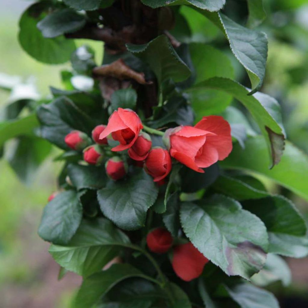 Zierquitte Orange Storm - Chaenomeles speciosa