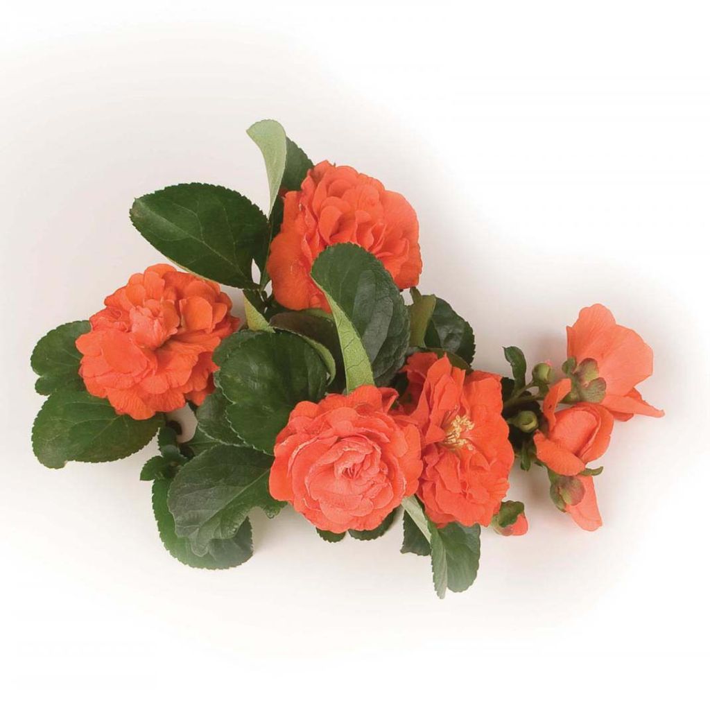 Zierquitte Orange Storm - Chaenomeles speciosa