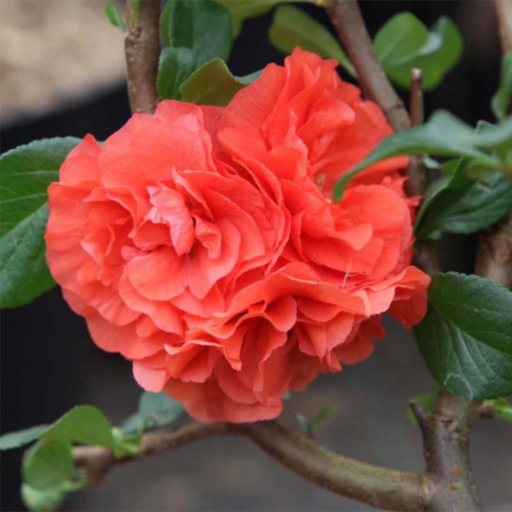 Zierquitte Orange Storm - Chaenomeles speciosa