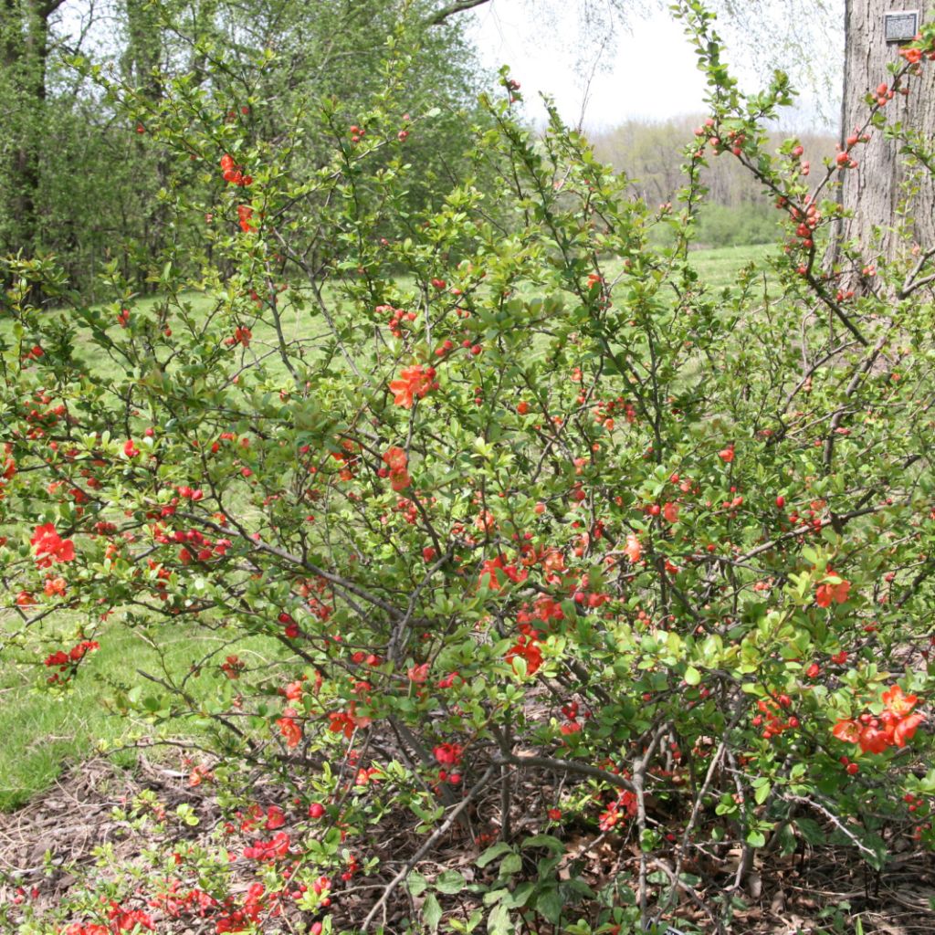 Zierquitte Clementine - Chaenomeles superba