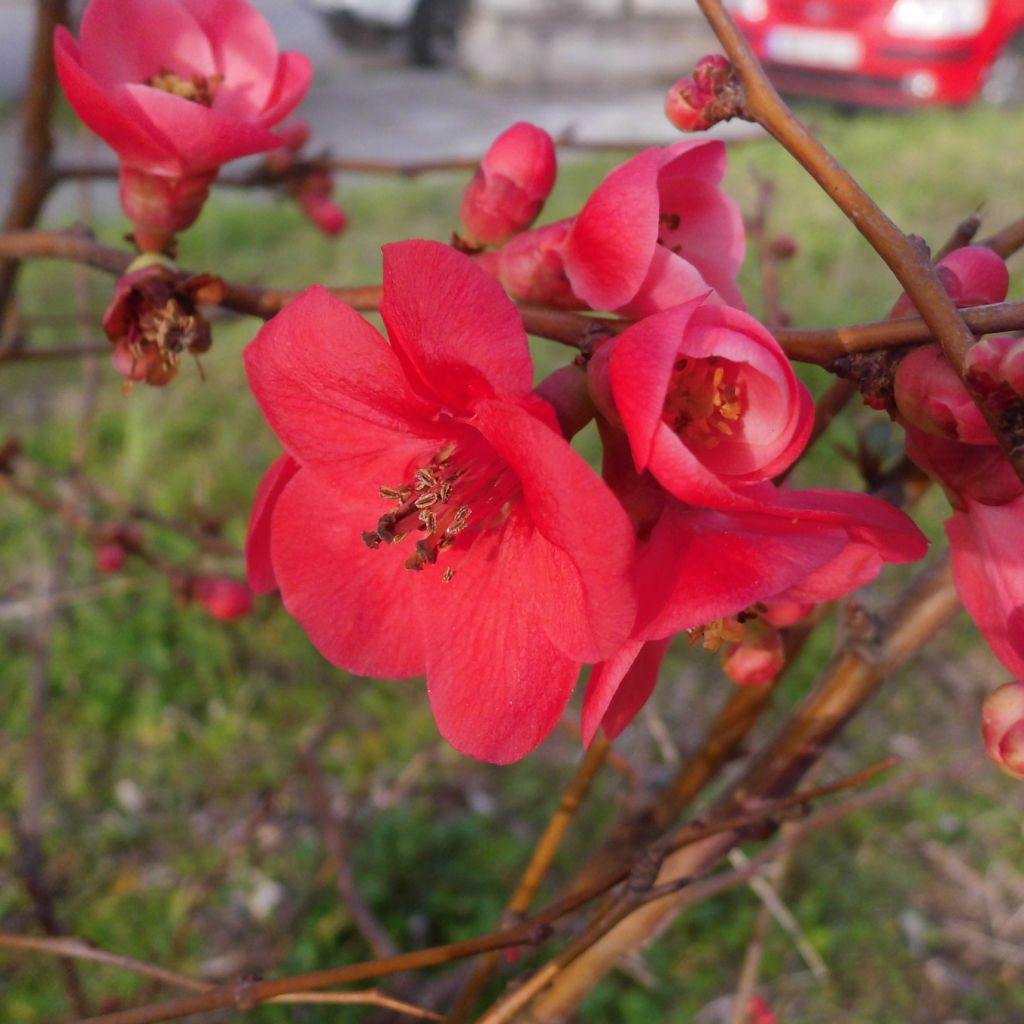 Cognassier du Japon Clementine - Chaenomeles superba