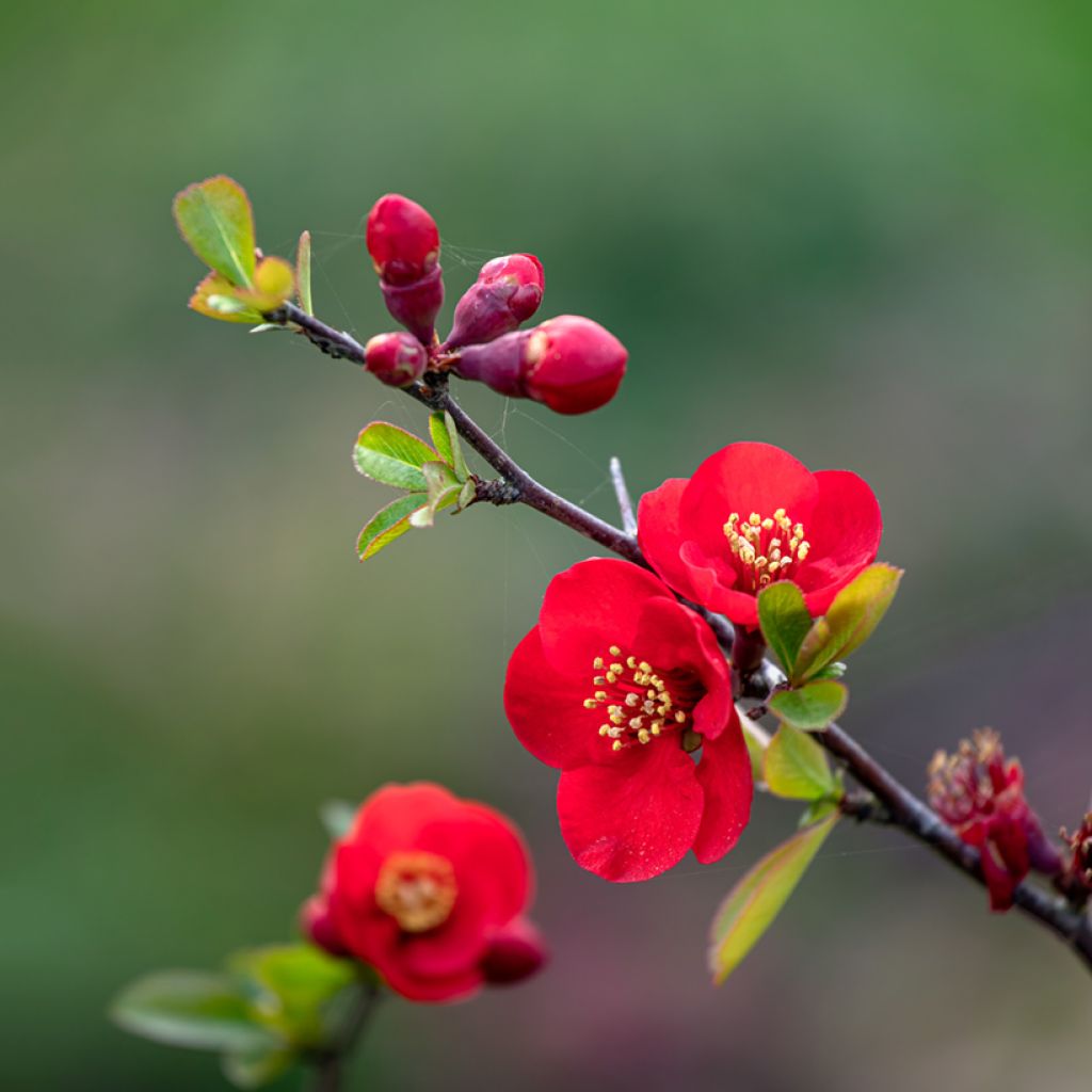 Zierquitte Nicoline - Chaenomeles superba