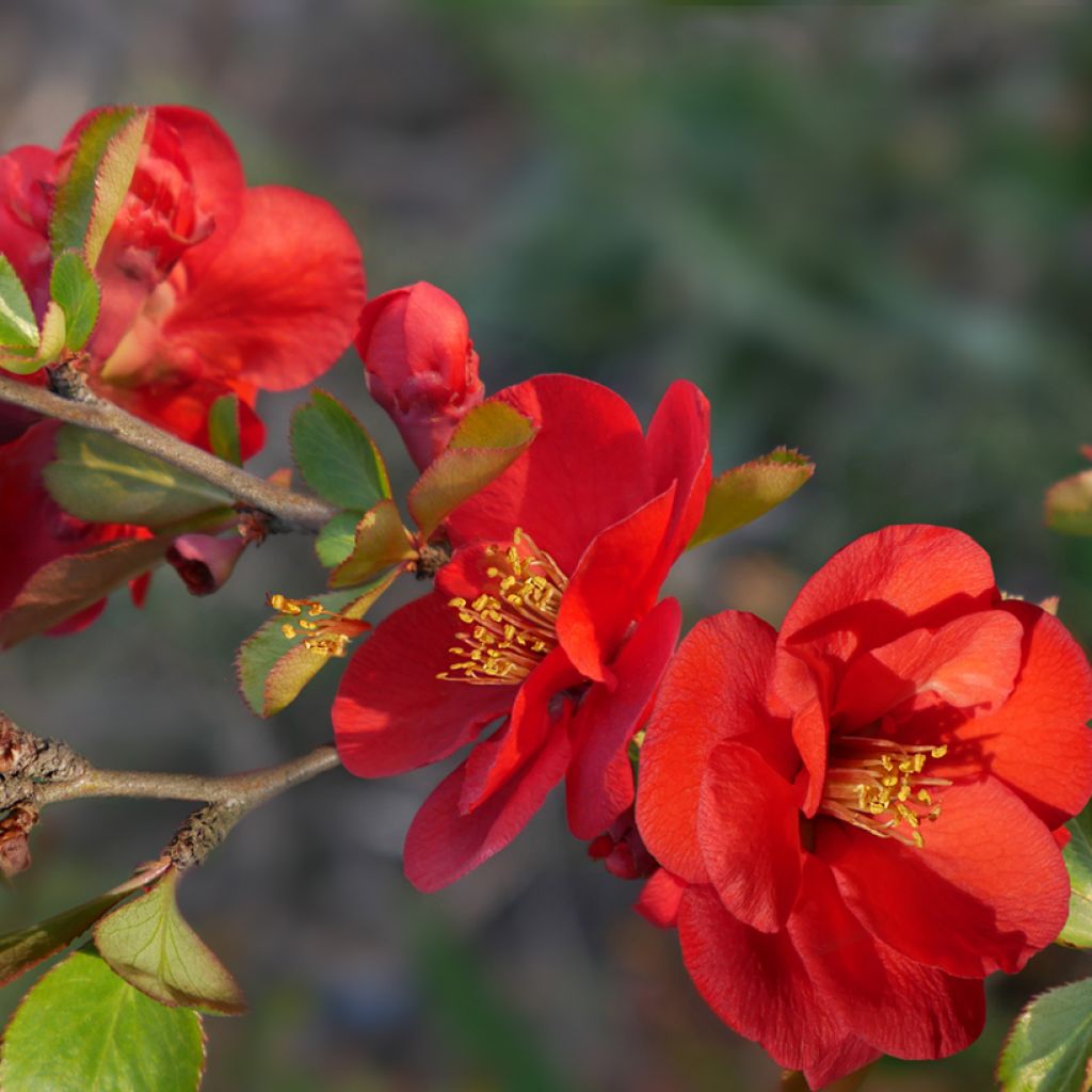 Zierquitte Nicoline - Chaenomeles superba