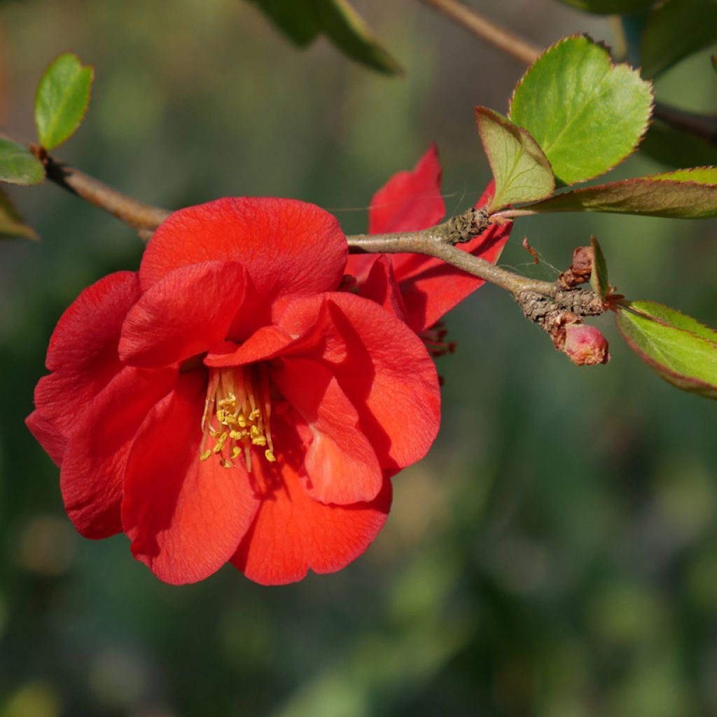 Zierquitte Nicoline - Chaenomeles superba