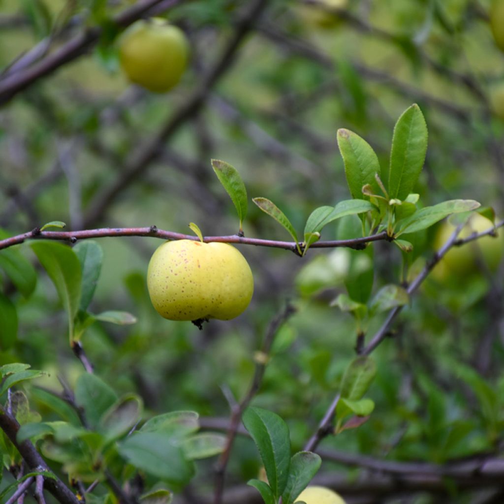 Zierquitte Nicoline - Chaenomeles superba