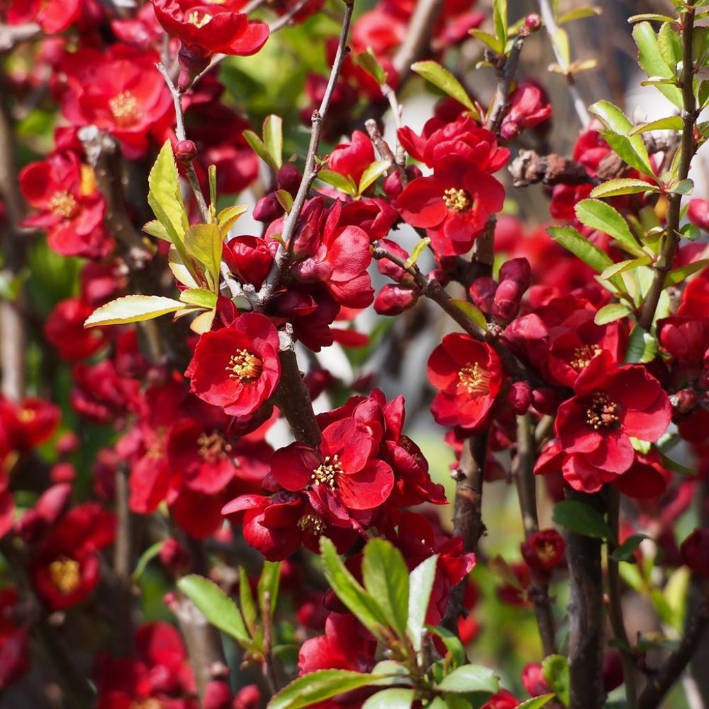 Zierquitte Hollandia - Chaenomeles superba