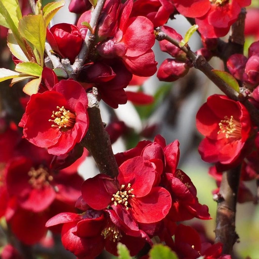 Cognassier du Japon - Chaenomeles x superba Hollandia