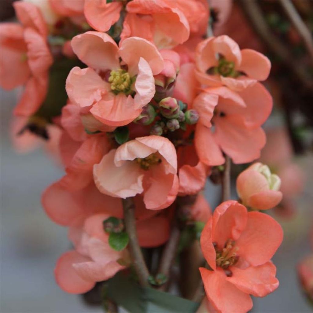 Cognassier du Japon - Chaenomeles x superba Salmon Horizon