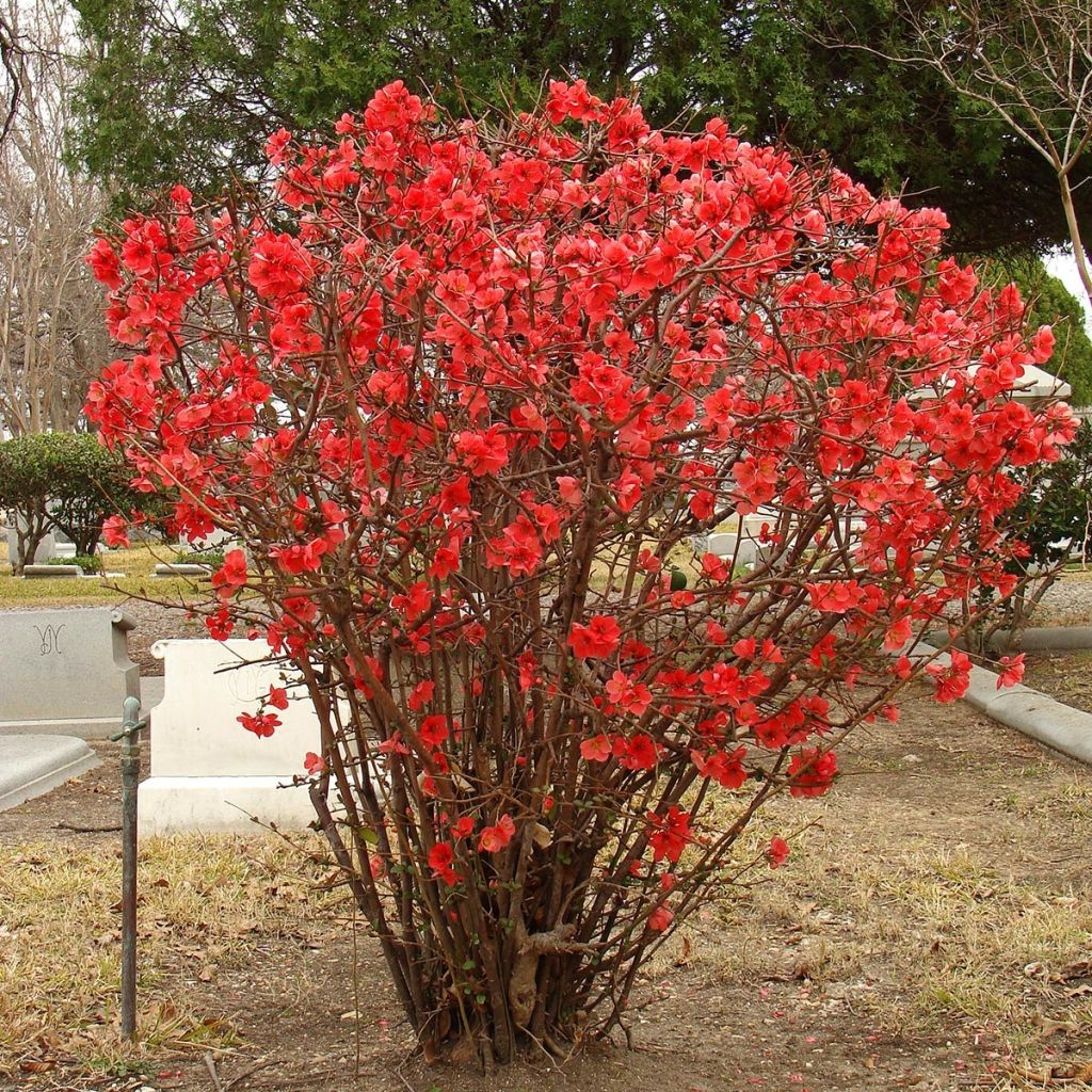 Zierquitte Texas Scarlet - Chaenomeles superba