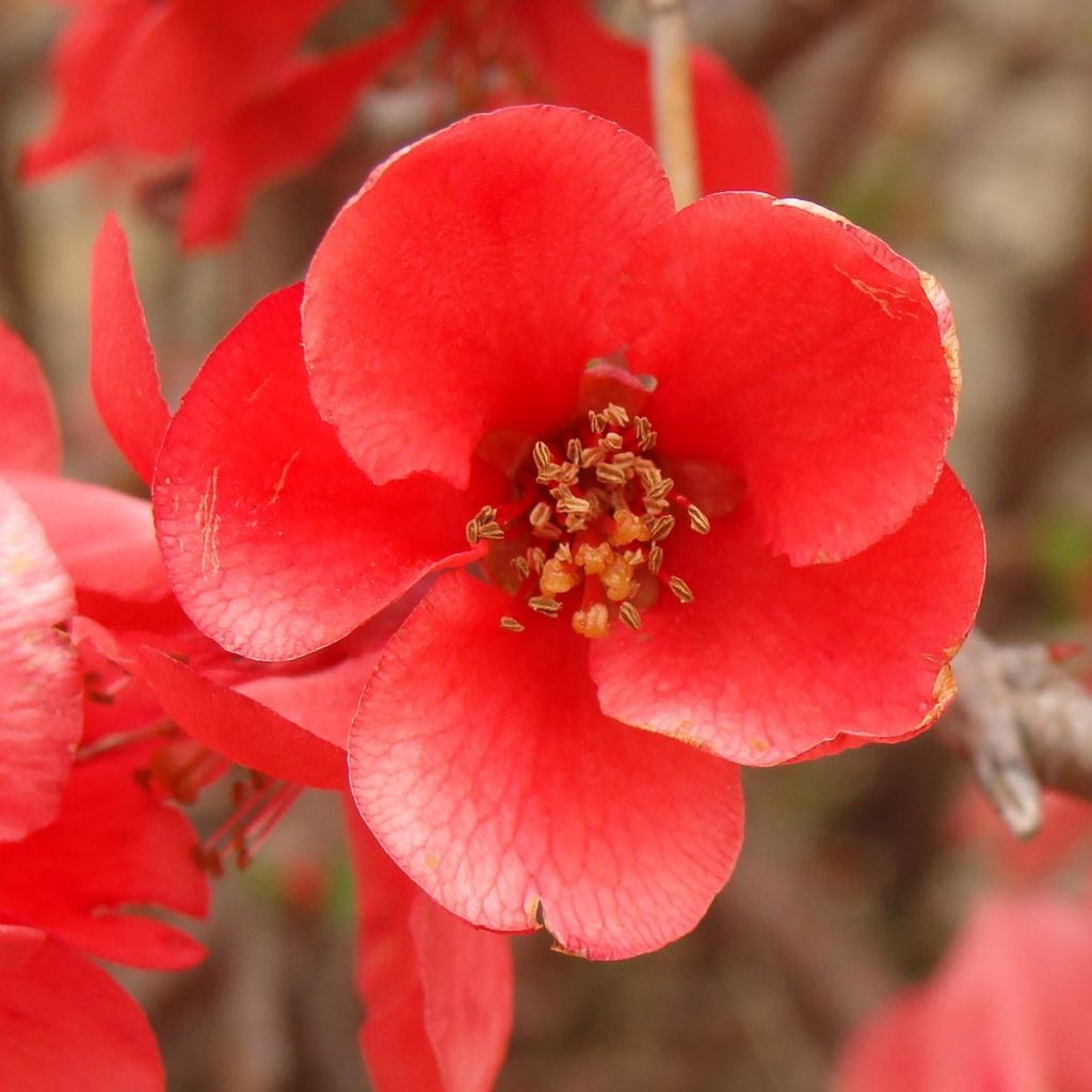 Zierquitte Texas Scarlet - Chaenomeles superba