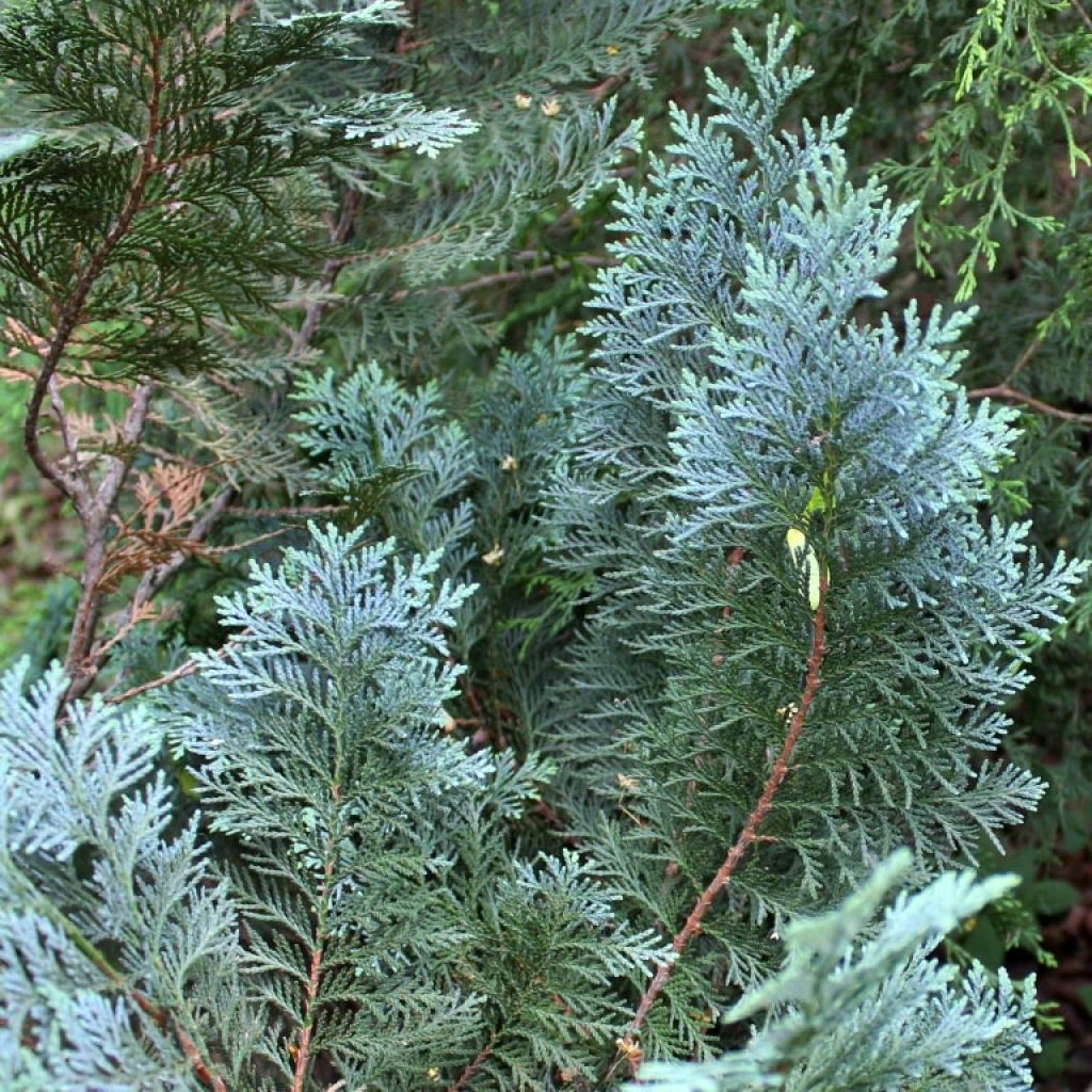 Cyprès de Lawson Alumii - Chamaecyparis lawsoniana