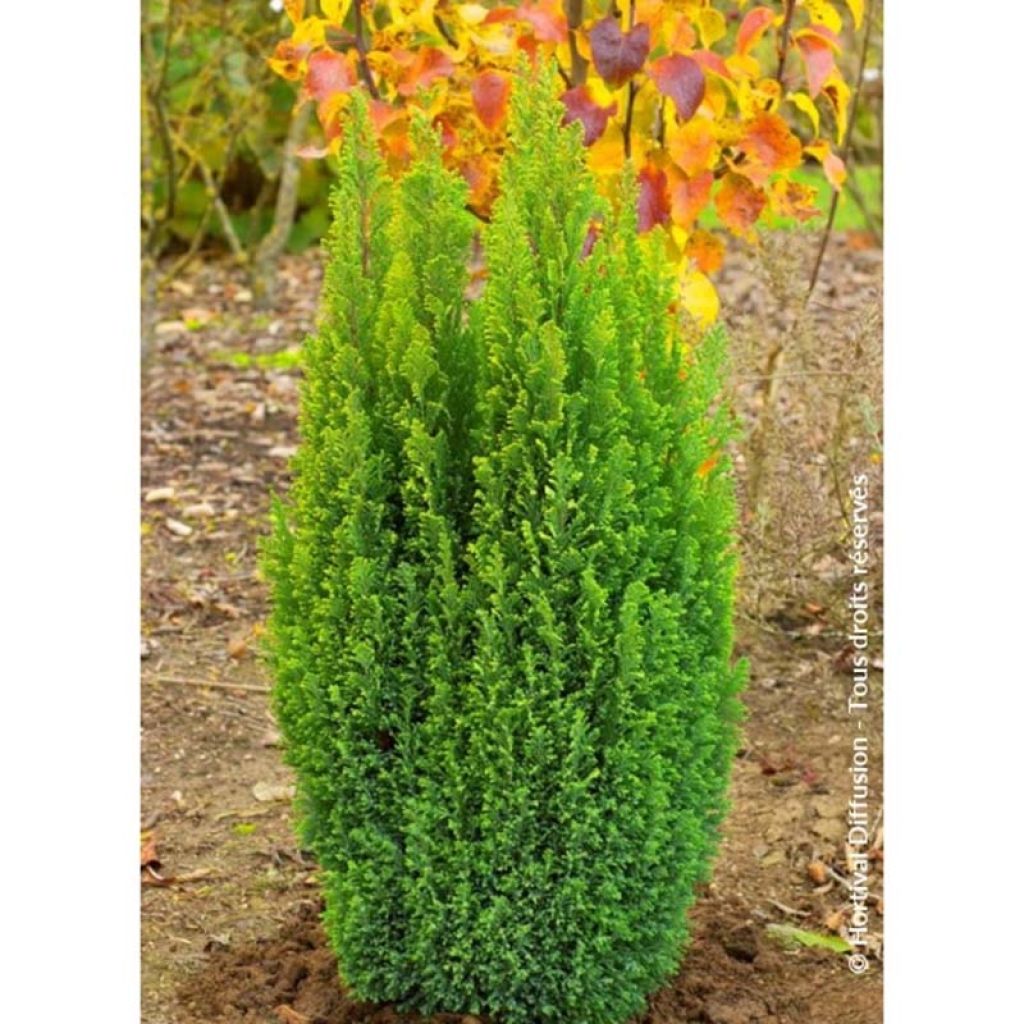 Chamaecyparis lawsoniana Elwood's Gold