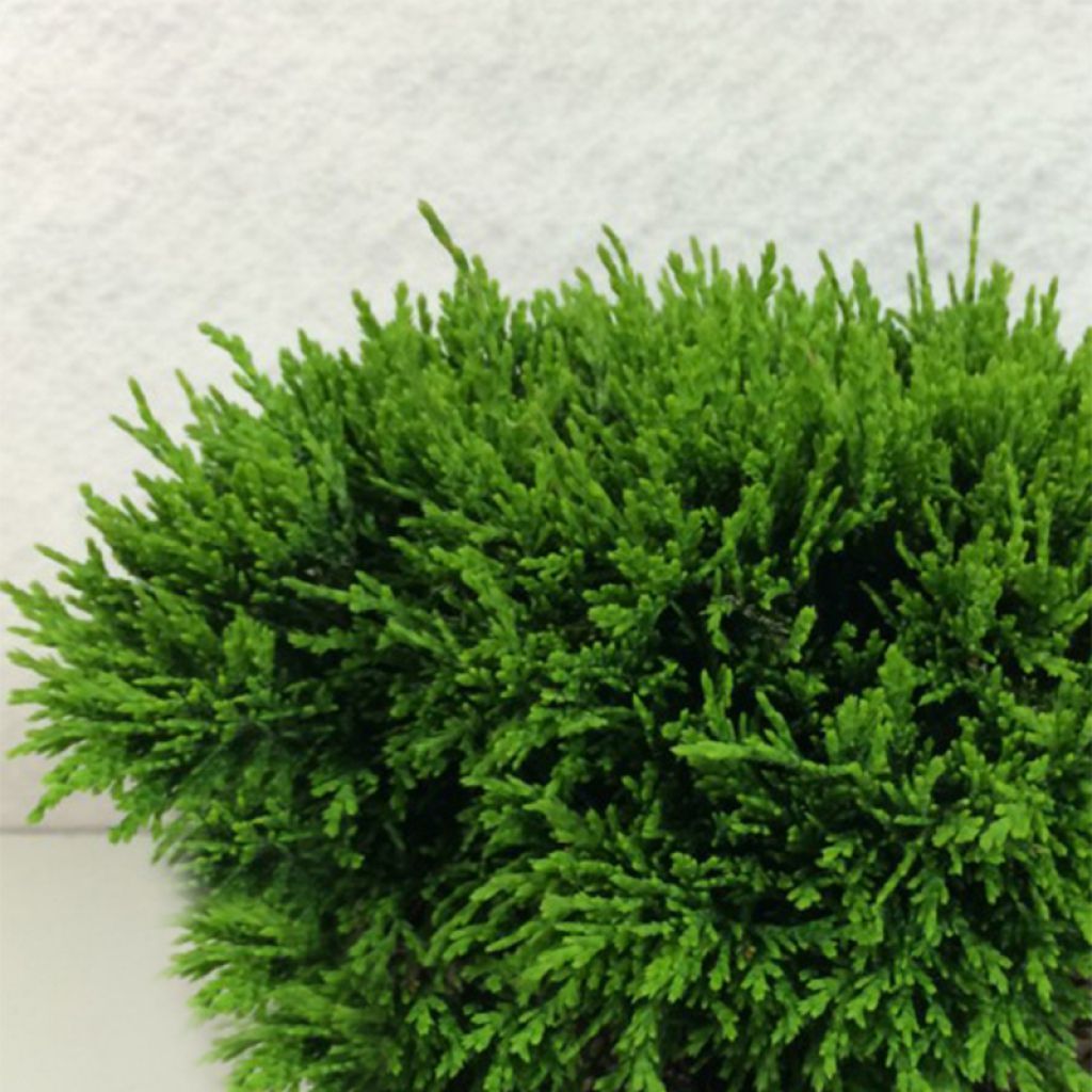 Chamaecyparis lawsoniana Green Globe