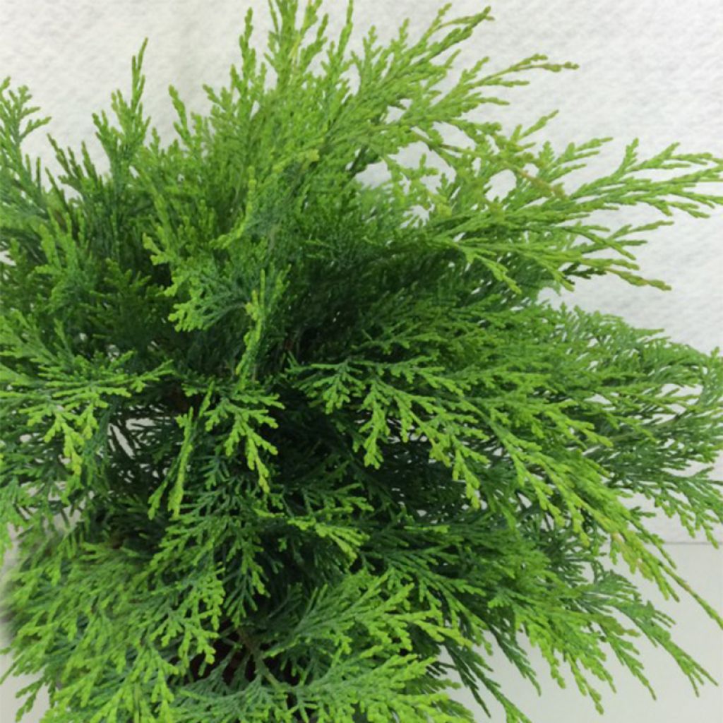 Cyprès de Lawson -  Chamaecyparis lawsoniana Mini Globus