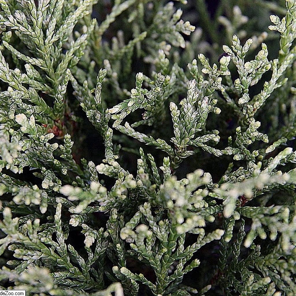 Chamaecyparis lawsoniana White Spot