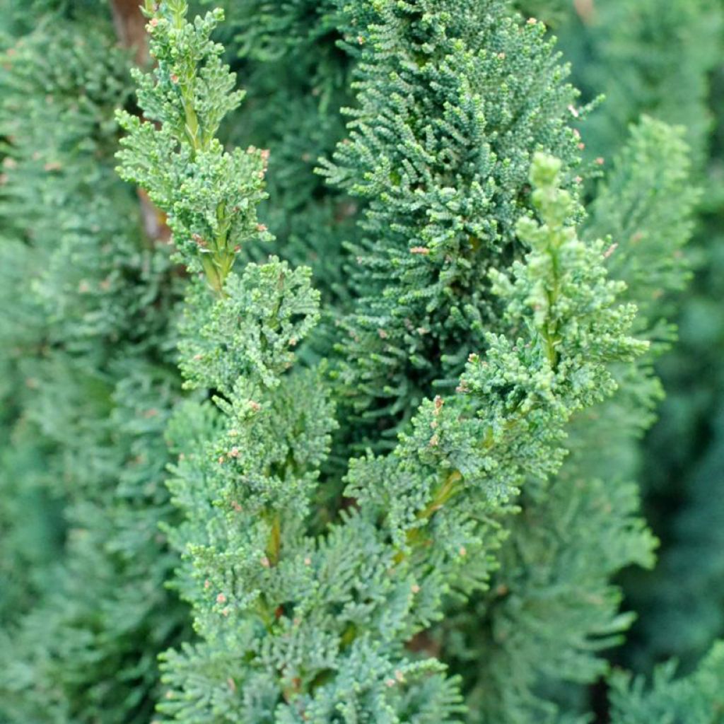 Chamaecyparis lawsoniana Wissel's Saguaro