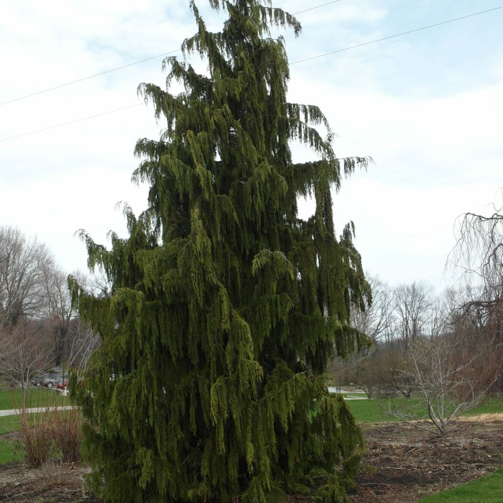 Chamaecyparis nootkatensis Pendula