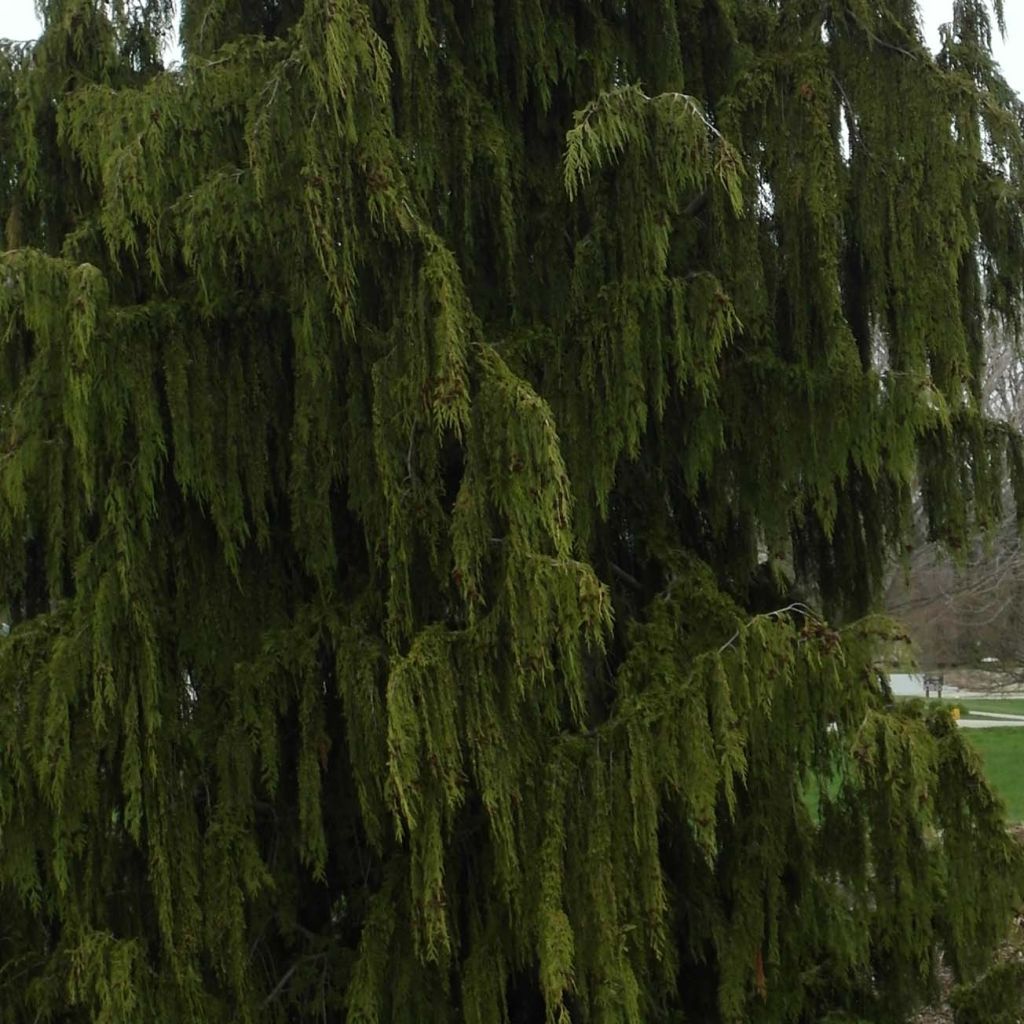 Chamaecyparis nootkatensis Pendula - Cyprès de Nootka pleureur