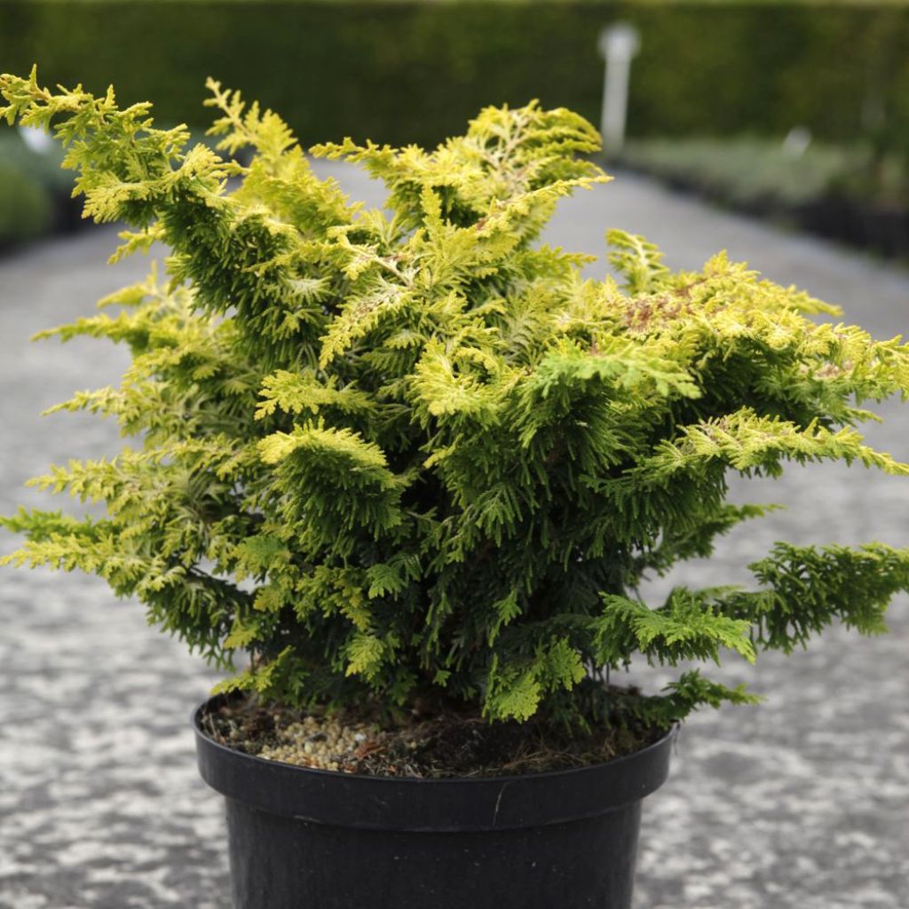 Cyprès hinoki du Japon - Chamaecyparis obtusa Fernspray Gold