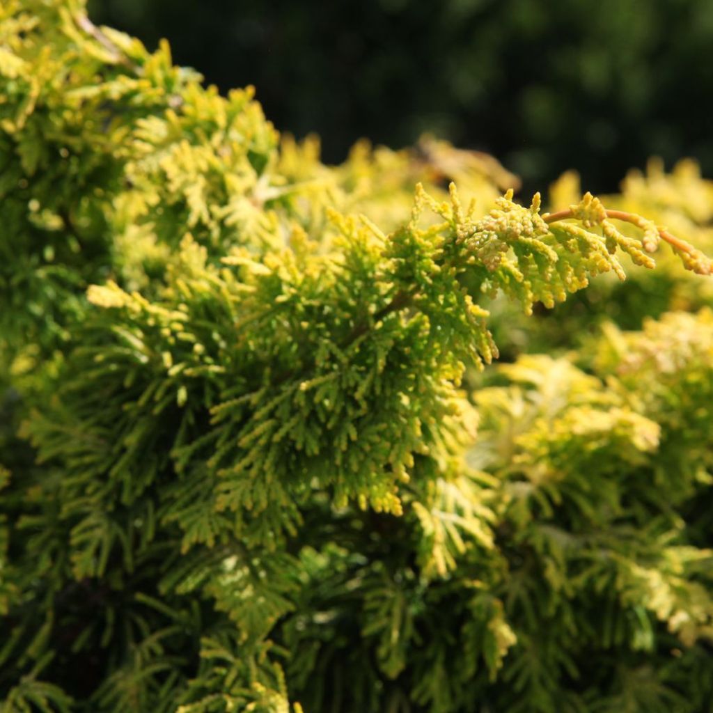 Cyprès hinoki du Japon - Chamaecyparis obtusa Fernspray Gold