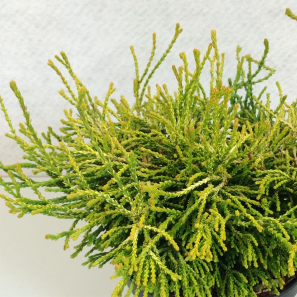 Chamaecyparis obtusa Gitte - Faux cyprès hinoki du Japon nain                    