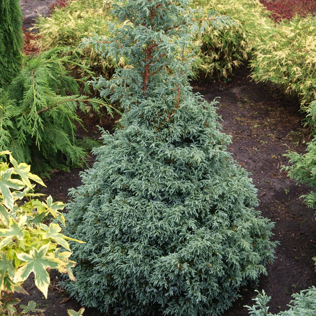 Chamaecyparis pisifera Baby Blue