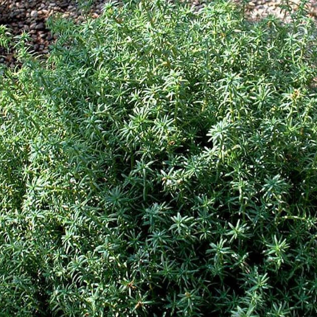 Chamaecyparis pisifera Cumulus - Sawara-Scheinzypresse