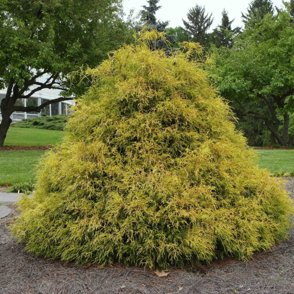 Chamaecyparis pisifera Golden Mop