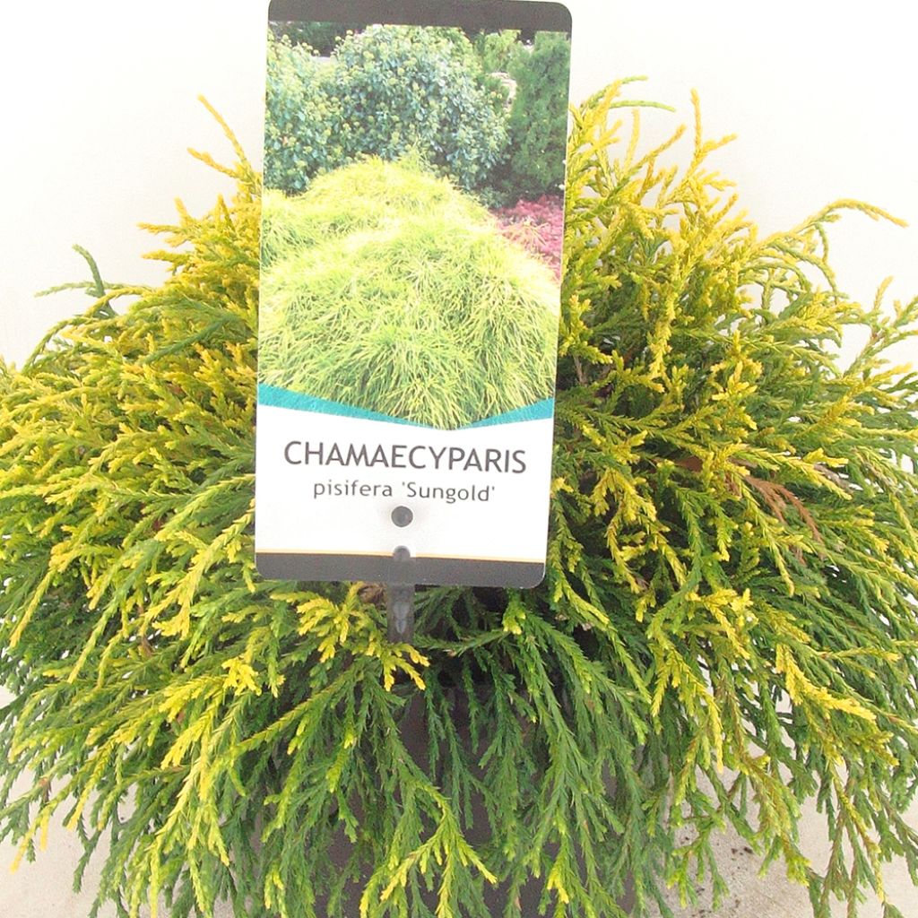 Cyprès Sawara - Chamaecyparis pisifera Sungold                  