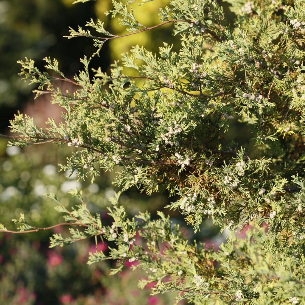 Chamaecyparis thyoides Andelyensis