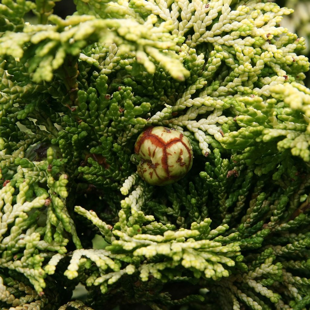 Cyprès hinoki du Japon - Chamaecyparis obtusa Nana Aurea