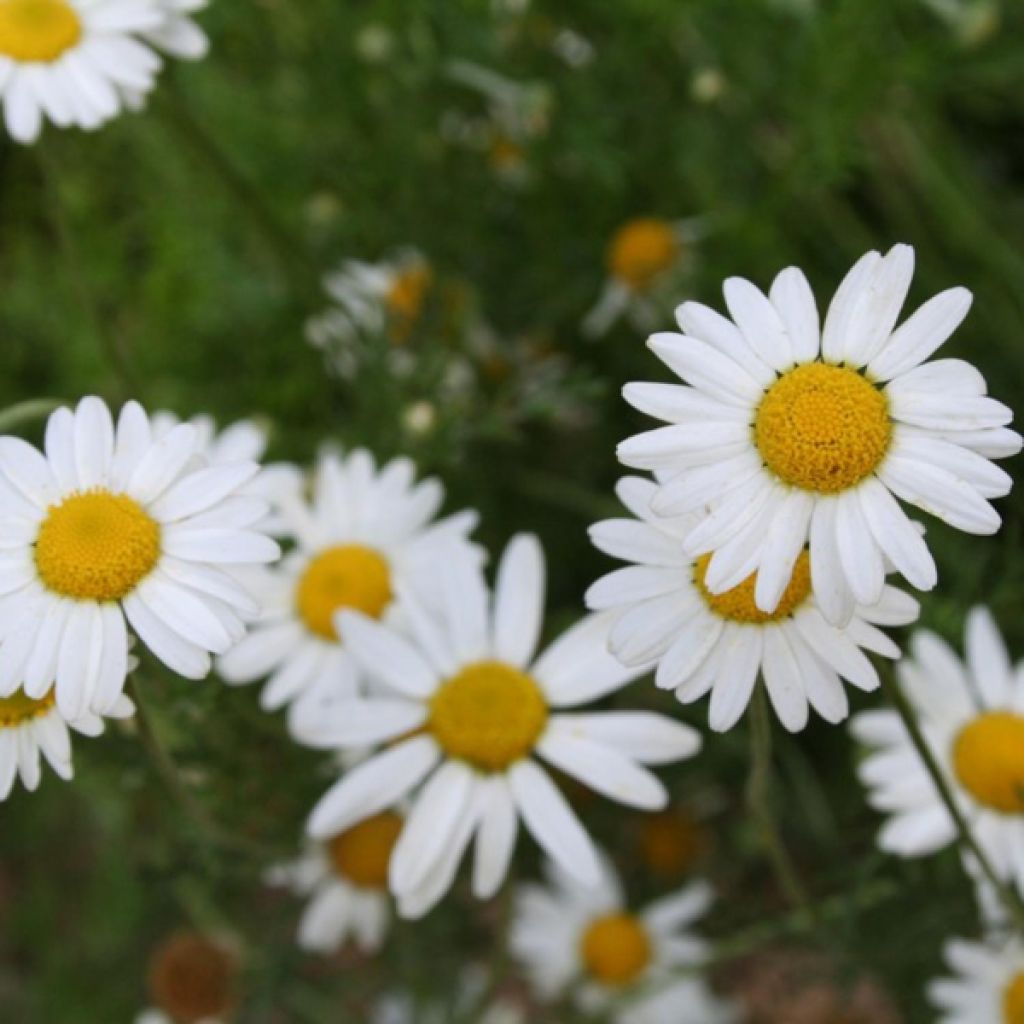 Römische Hundskamille Ligulosum - Chamaemelum nobile