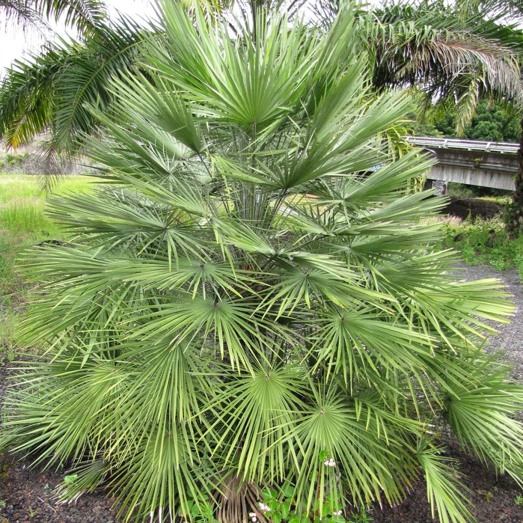 Chamaerops humilis - Zwergpalme