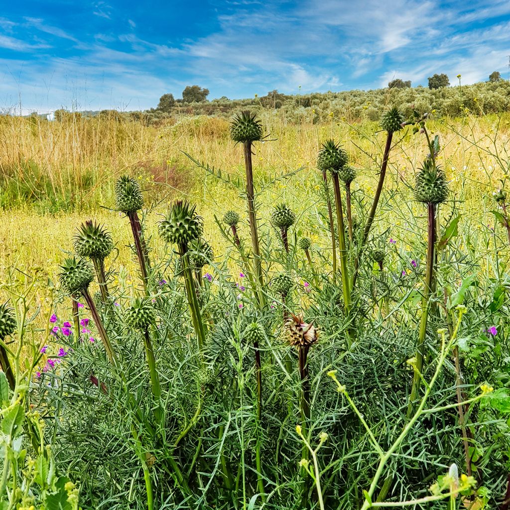 Onopordum nervosum - Eselsdistel