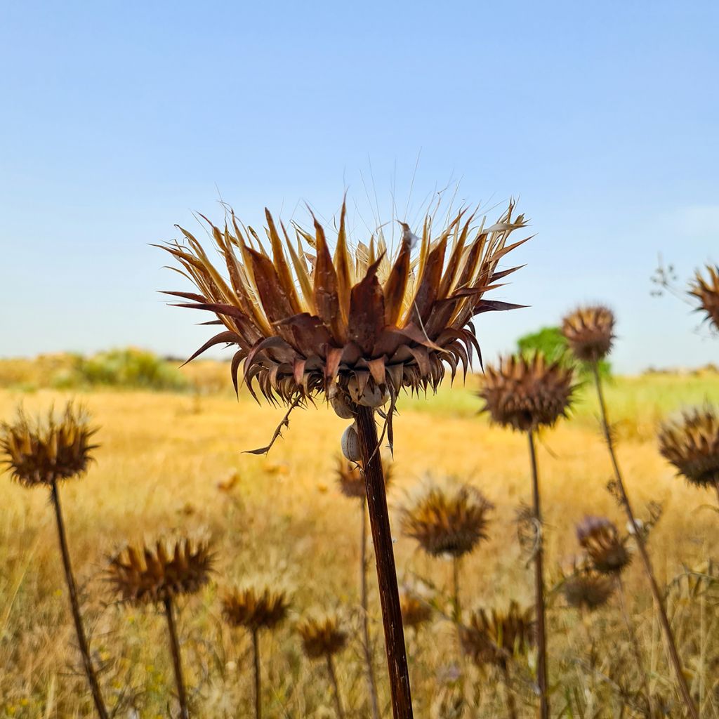 Onopordum nervosum - Eselsdistel